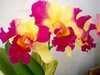Exposição de orquídeas em Campo Mourão
