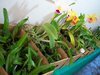 Exposição de orquídeas em Campo Mourão