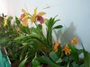 Exposição de orquídeas em Campo Mourão
