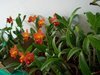 Exposição de orquídeas em Campo Mourão