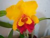 Exposição de orquídeas em Campo Mourão