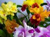 Exposição de orquídeas em Campo Mourão