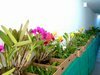 Exposição de orquídeas em Campo Mourão