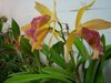Exposição de orquídeas em Campo Mourão