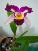 Exposição de orquídeas em Campo Mourão