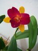Exposição de orquídeas em Campo Mourão
