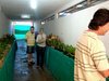 Exposição de orquídeas em Campo Mourão