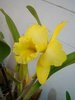 Exposição de orquídeas em Campo Mourão