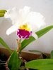 Exposição de orquídeas em Campo Mourão