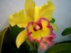 Exposição de orquídeas em Campo Mourão