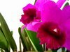 Exposição de orquídeas em Campo Mourão